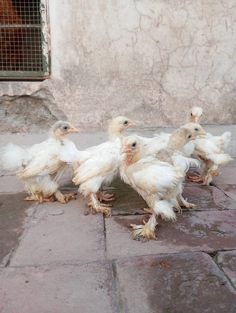 Bantam Chicks 2