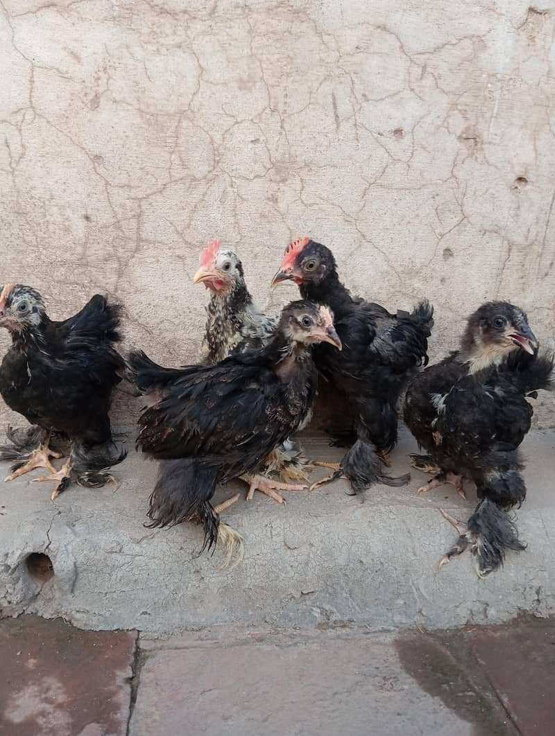 Bantam Chicks 3