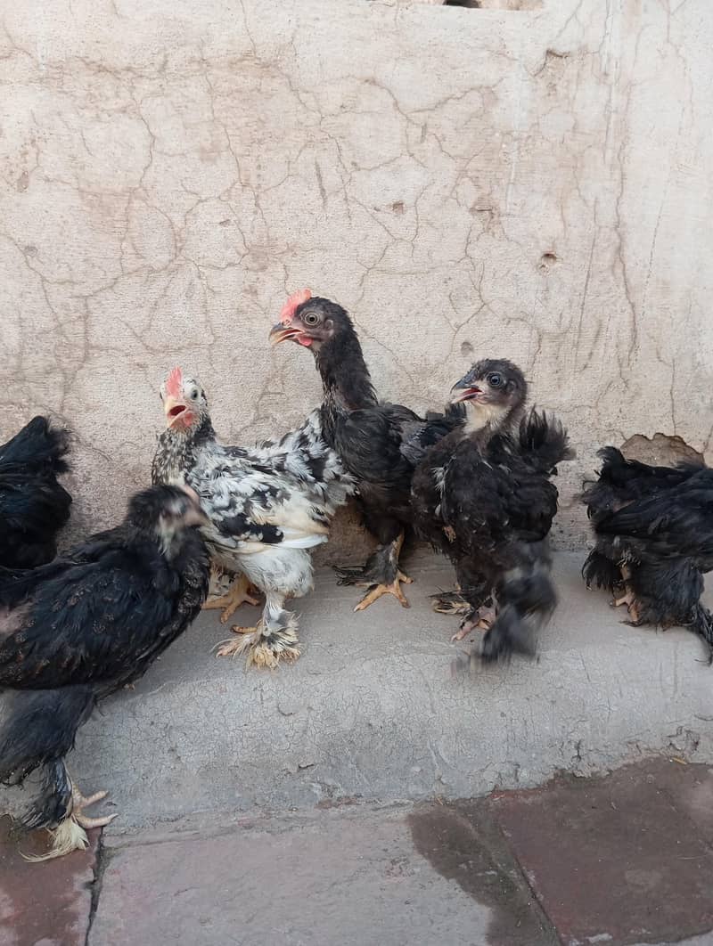 Bantam Chicks 4