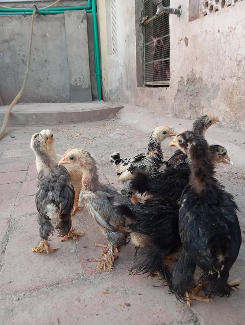 Bantam Chicks 5