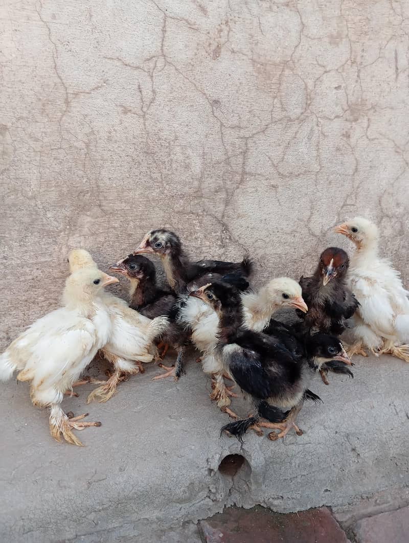 Bantam Chicks 6