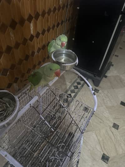 Raw Parrots for sale . (both or single)