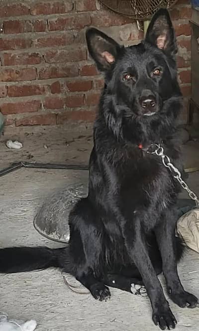 Black shepherd