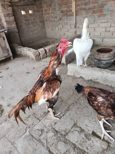 Aseel patha