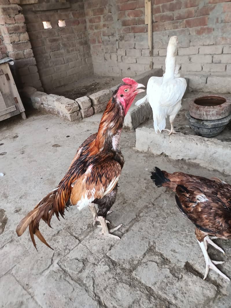 Aseel patha 0