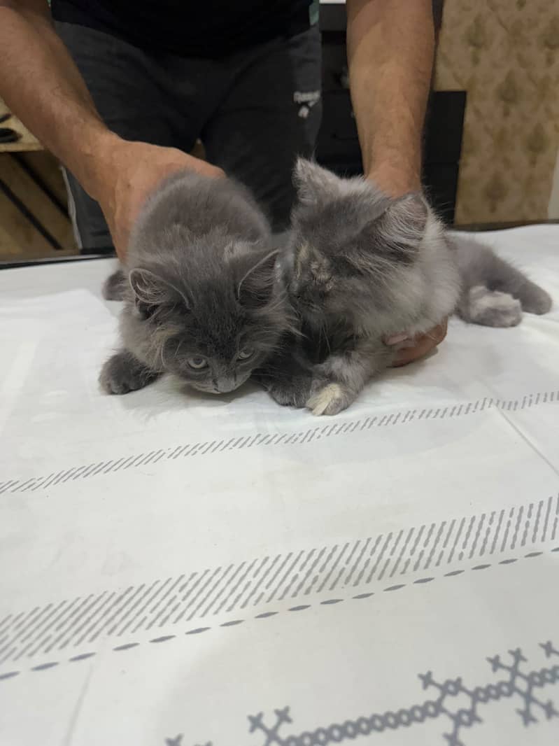 Cats pair 1