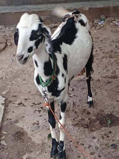 3 goats for sale 1 Mother 2 babay