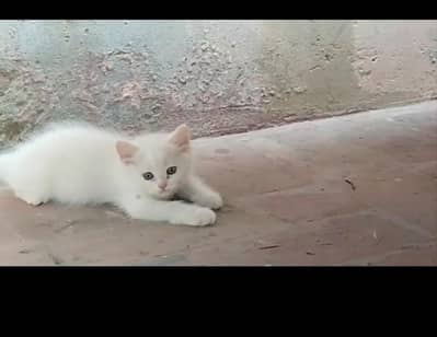 Persian cat