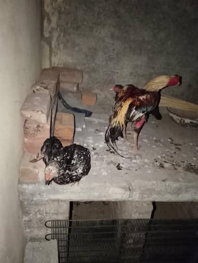 1 male 2 female 1 chick