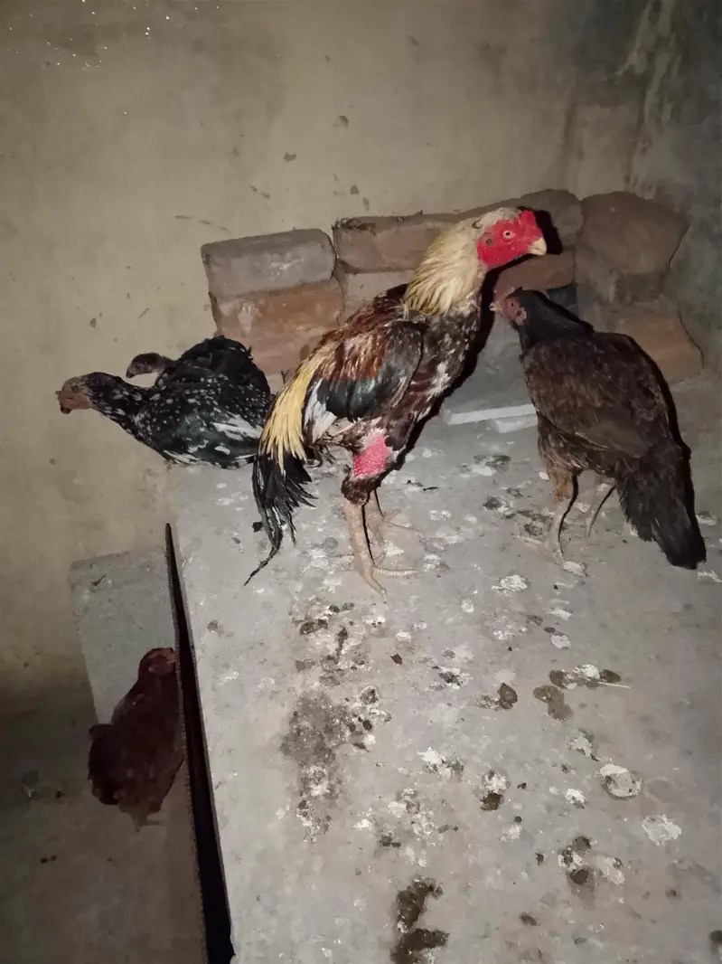 1 male 2 female 1 chick — photo 2