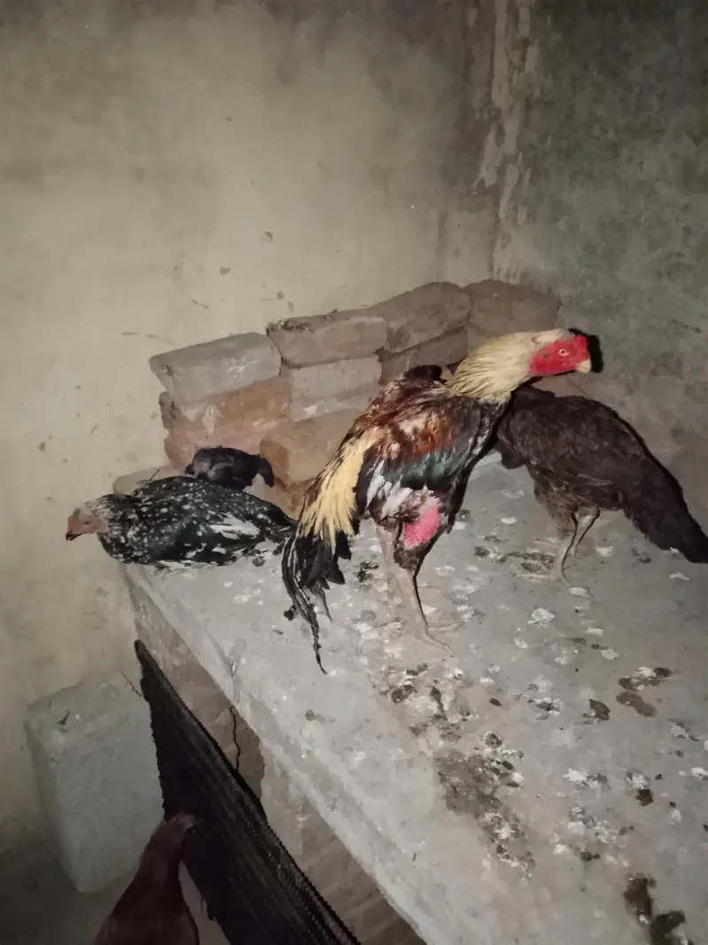 1 male 2 female 1 chick — photo 3