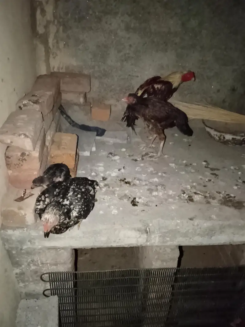 1 male 2 female 1 chick — photo 4
