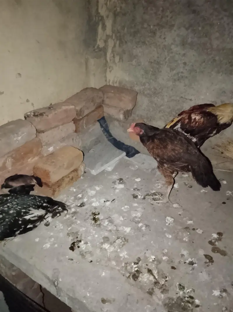 1 male 2 female 1 chick — photo 5