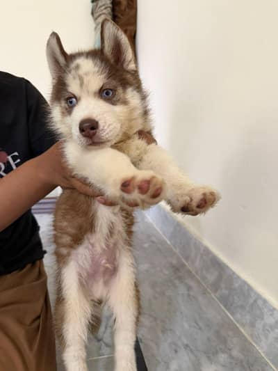 long coat Siberian husky puppy available