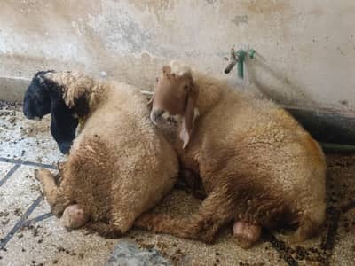 Sheep | Chatra for sale