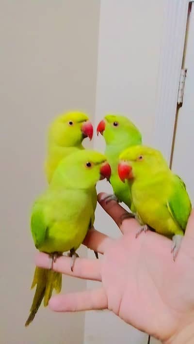 green ringneck parrot handtame male female available