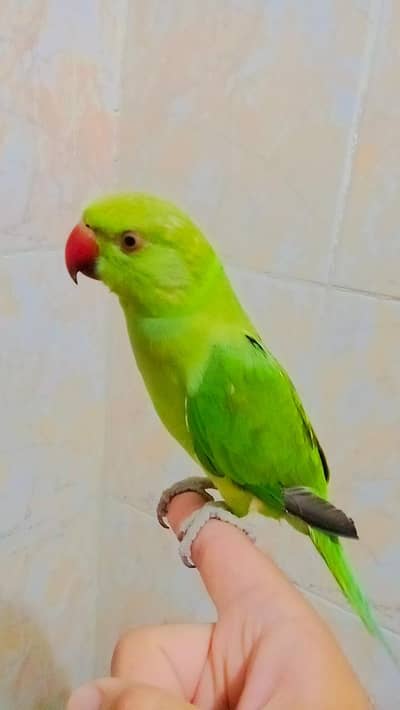 03369510495 Green parrot ringneck handtame