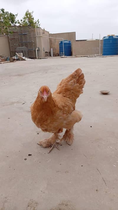 golden buff one female only