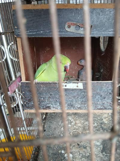 green parrot ka baby sale karna hai