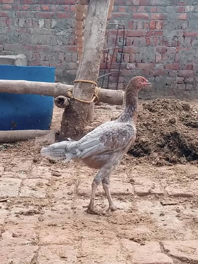 aseel shyamu cross late rang mein