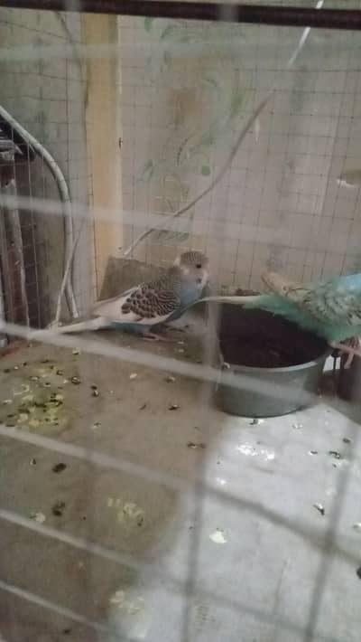 budgie for sale