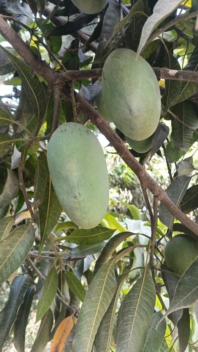 Multani Mango 03287093499
