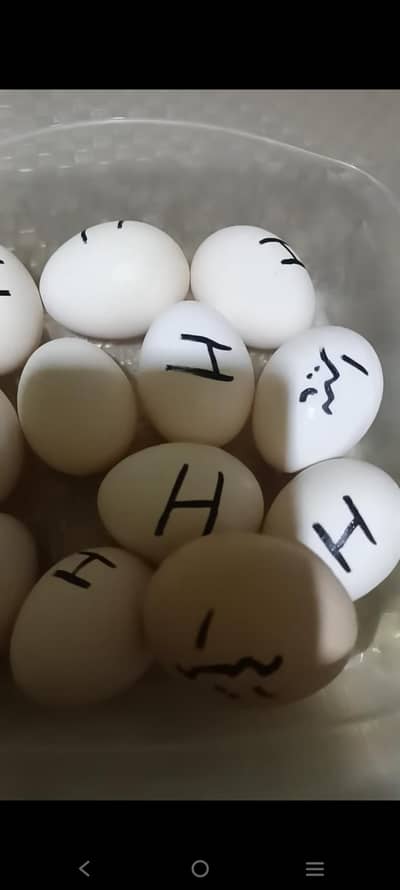 different kind off eggs Ara available