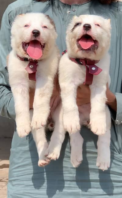 Alabai puppy | afghan kochi pair | sequrity dog for sale