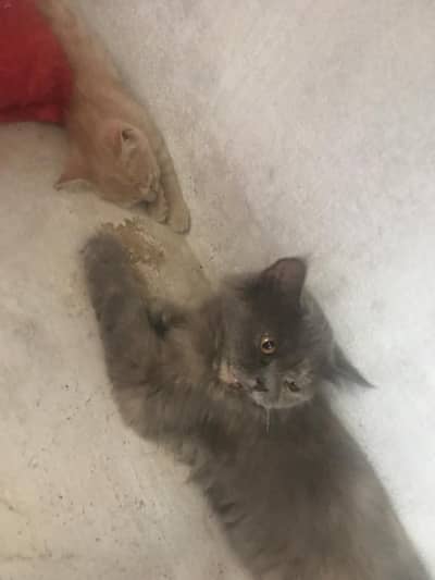 Well trained grey Persian cat , beautiful and gentle with family