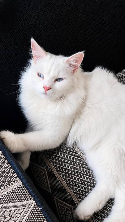 Male Cat For Sale - 2 Years Old