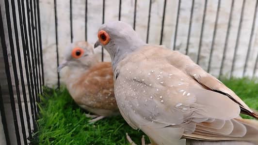 Red Dove quality pair  ( Final price)