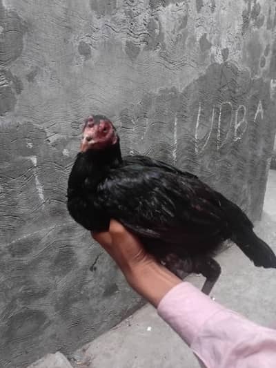 aseel murgi bechni hai