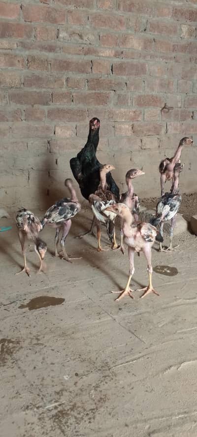 new breed