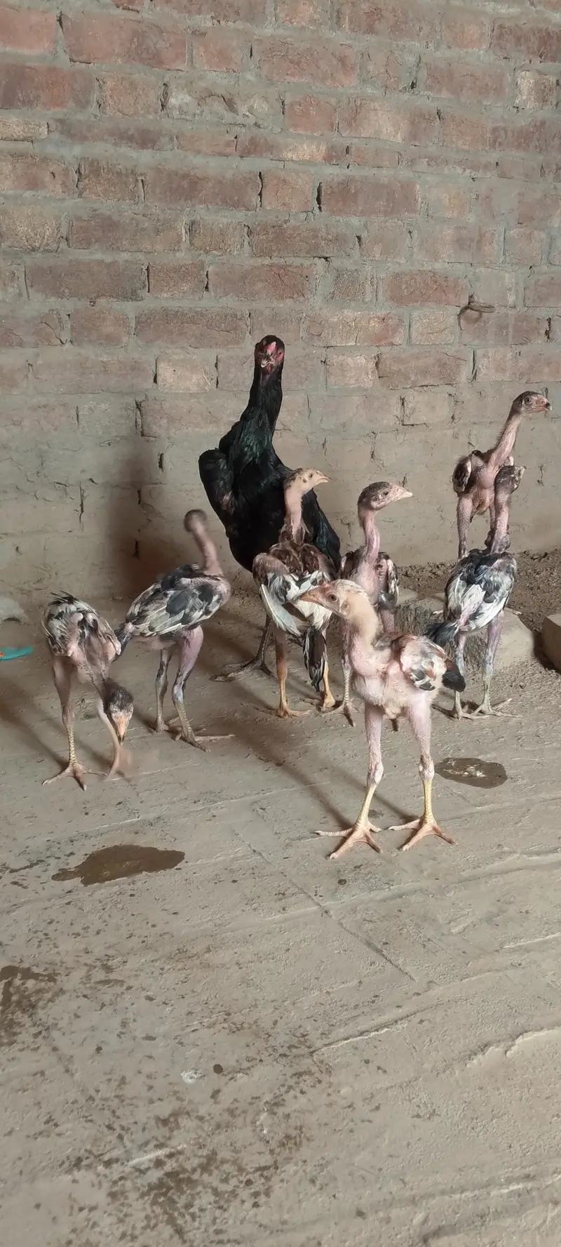 new breed