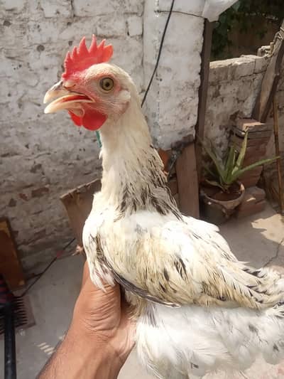 dasi murga  pattha male