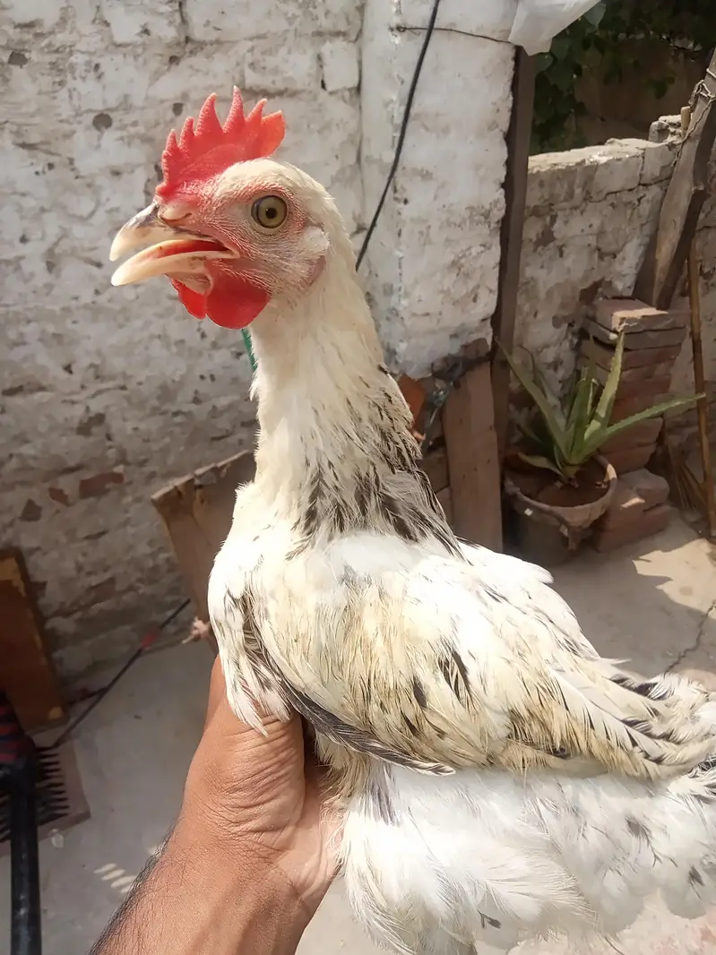dasi murga  pattha male
