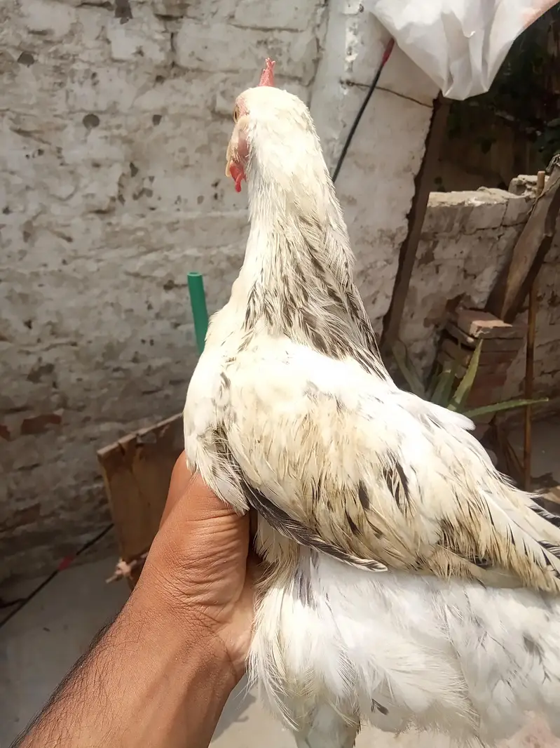 dasi murga  pattha male — photo 2