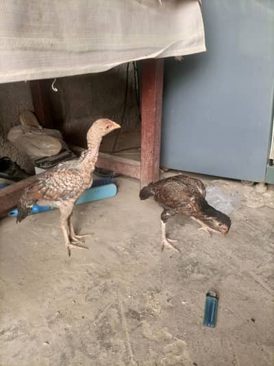 Aseel Chicks Pair pure