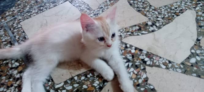 Persian cats