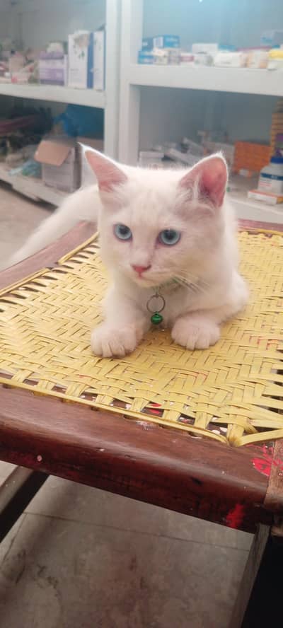 Snow White Persian Kitten with Blue Eyes