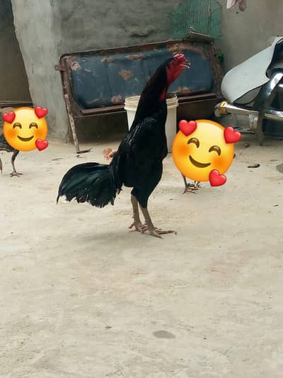 only whatsapp Thai assel