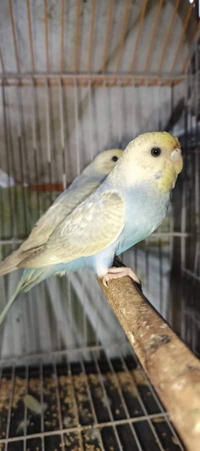 Rainbow budgies voilet mouve breeder pair and pathay  available