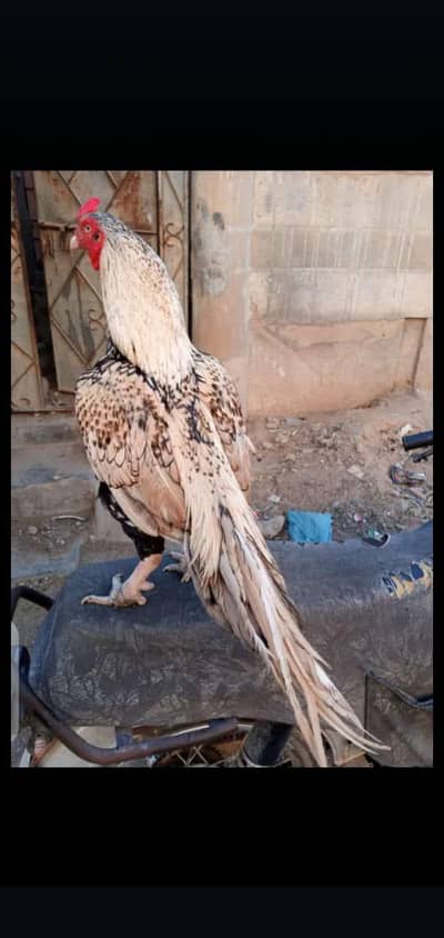 shajra aseel 03196399507