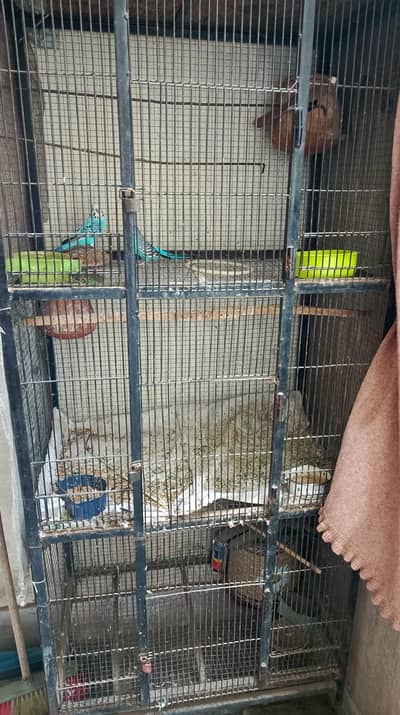 iron cage with 3 Australian parrots