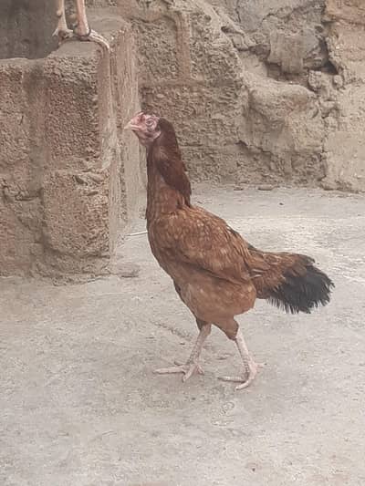 Aseel murgi