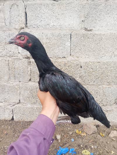 Aseel pathi for sale