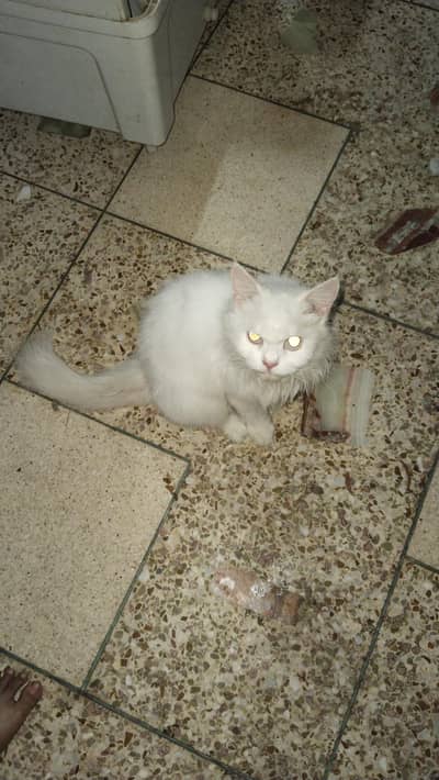 female cat