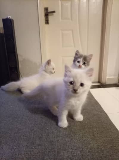 Kitten for sale