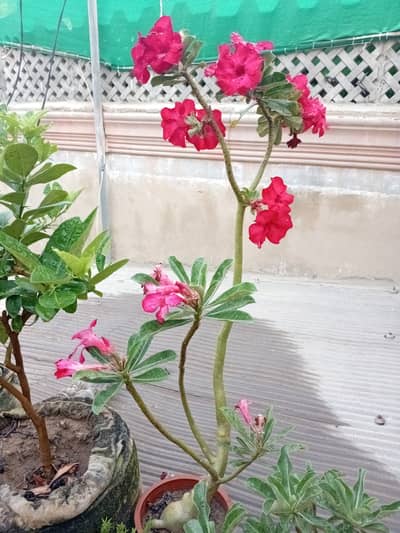 PLANTS FOR SALE IN WHOLE SALE