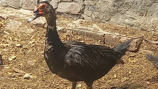 Muscovy Ducks Adult Male Female Chicks